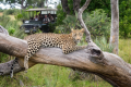 SAFARIS OKAVANGO