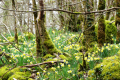 PARC NATIONAL DE FORÊTS