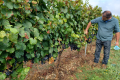 COOPÉRATIVE VITICOLE LES VIGNERONS DU HAUT-QUERCY