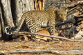 CLUSTER LEAF SAFARIS NAMIBIE