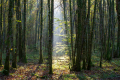 PARC NATIONAL DE FORÊTS