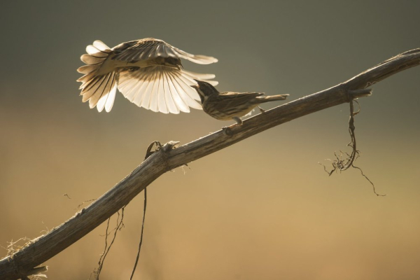 LA CITÉ DES OISEAUX - Nature - Les Landes-Genusson (85130)