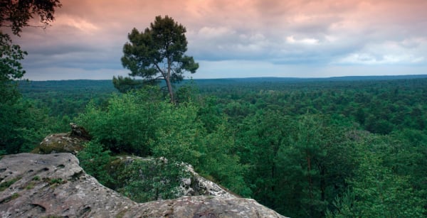 fontainebleau foret - Image