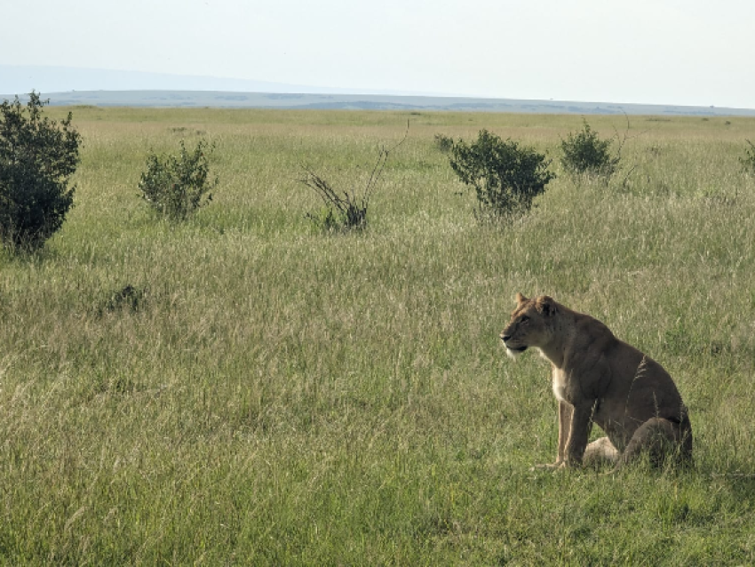 Amboseli