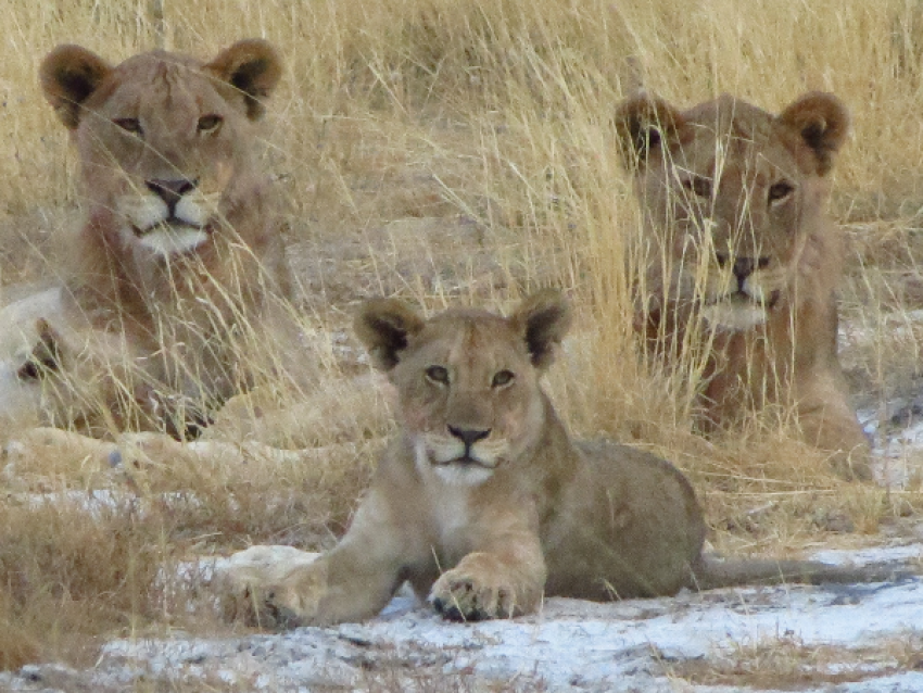 Lions in Etosha