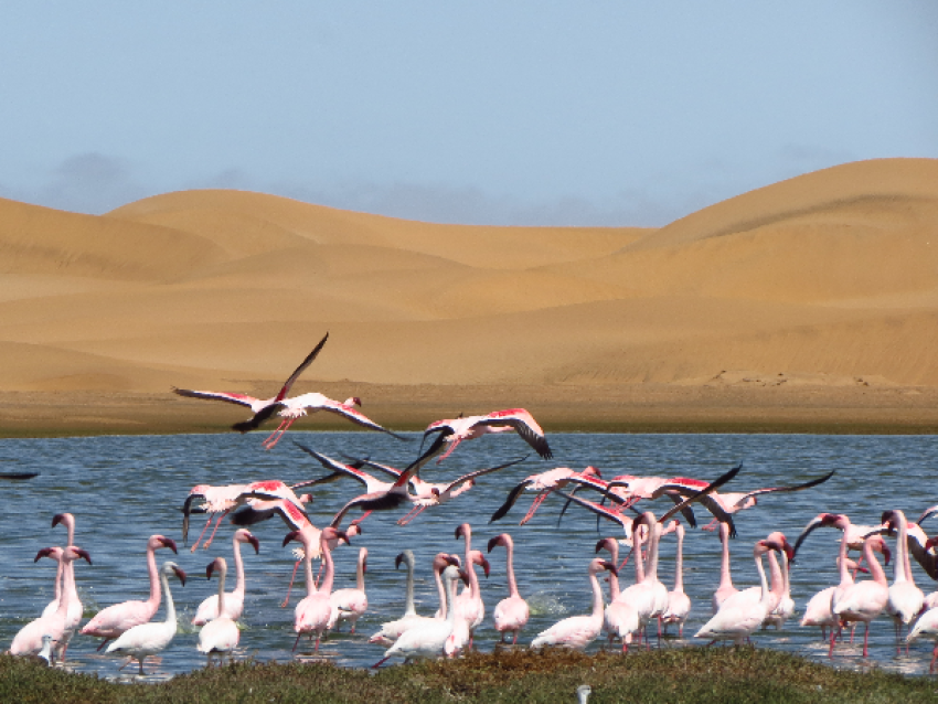 Bird Paradise near Walvis Bay