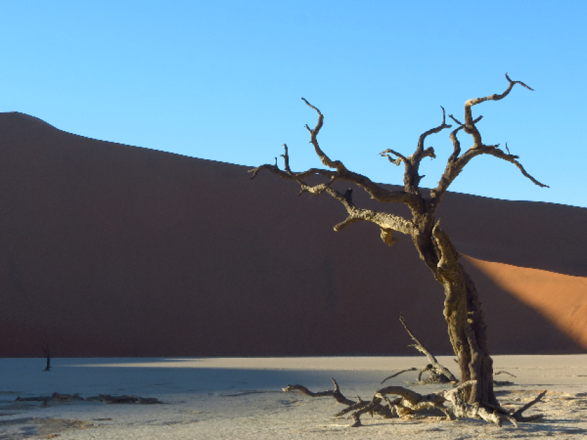 Dead Vlei