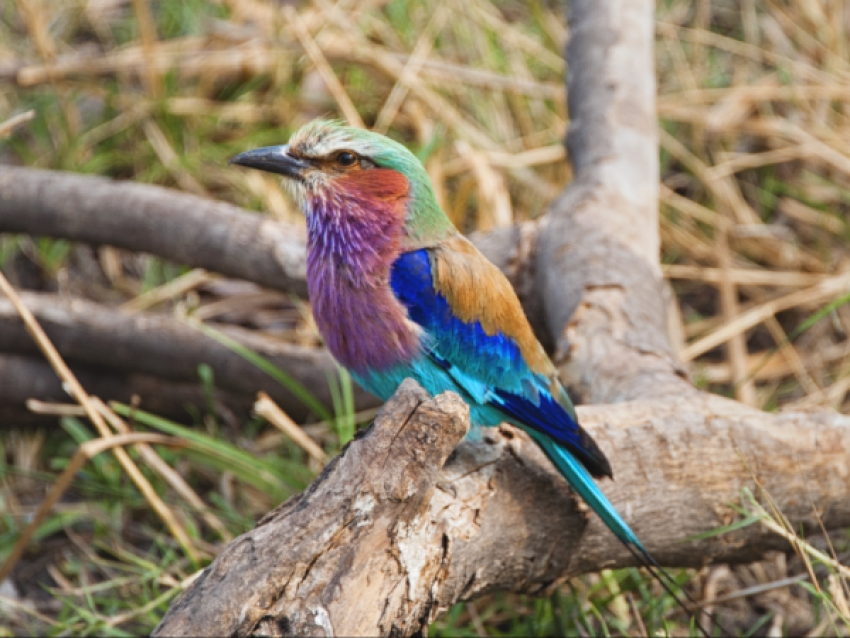 Lilac Breasted Roller